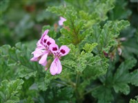 Пеларгония дуболистная – Pelargonium quercifolium (L.) L Herit.