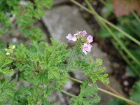 Пеларгония душистая – Pelargonium graveolens L Herit.