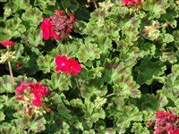 Пеларгония зональная – Pelargonium zonale (L.) L Herit.