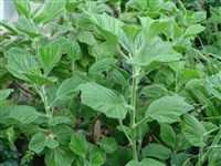 Пеларгония клобучковая – Pelargonium cuculatum (L.) L Herit. (1)