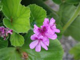 Пеларгония клобучковая – Pelargonium cuculatum (L.) L Herit. (2)