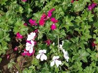 Пеларгония щитовидная, плющелистная, ампельная – Pelargonium peltatum (L.) L Herit.