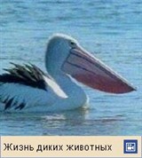 Пеликан (видеофрагмент)