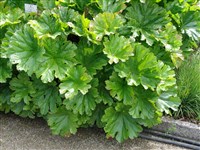 Пелтифиллум щитовидный, растение-зонтик – Peltiphyllum peltatum (Torr.ex Benth.) Engl. (1)