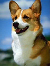 Пемброк-Вельш-корги