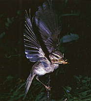 Пеночка-весничка