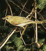 Пеночка-теньковка