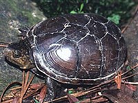 Пенсильванская черепаха (Kinosternon subrubrum)