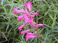 Пенстемон Хартвега, горечавковый – Penstemon hartwegii Benth.