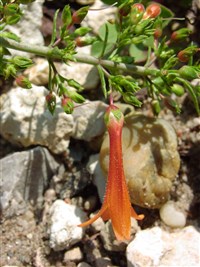 Пенстемон Этони – Penstemon eatonii A.Gray.