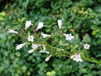 Пенстемон гладкий – Penstemon laevigatus Sol.
