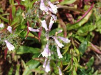 Пенстемон жестковолосистый – Penstemon hirsutus (L.) Willd.