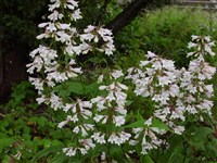 Пенстемон кобея – Penstemon cobaea Nutt.