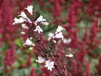 Пенстемон наперстянковый – Penstemon digitalis Nutt.