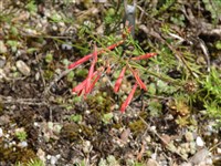 Пенстемон сосноволистный – Penstemon pinifolius Greene.