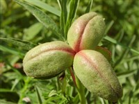 Пеон Вейча – Paeonia veitchii Lynch.