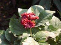 Пеон Млокосевича – Paeonia mlokosewitschi Lom.