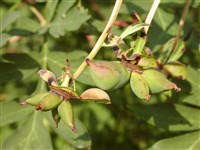 Пеон Потанина – Paeonia potaninii Komar. (1)