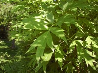 Пеон желтый – Paeonia lutea Delav.ex Franch.