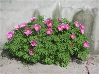 Пеон лекарственный – Paeonia officinalis L. (1)