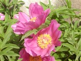 Пеон лекарственный – Paeonia officinalis L. (2)