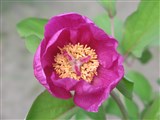 Пеон мужской – Paeonia mascula (L.) Mill. (2)