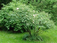 Пеон полукустарниковый, древовидный – Paeonia suffruticosa Andrews. (1)