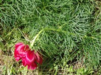 Пеон тонколистный – Paeonia tenuifolia L.