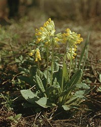 Первоцвет(первоцвет весенний)