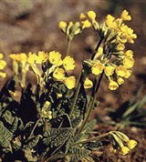 Первоцвет (цветки)