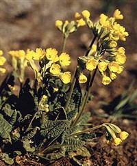 Первоцвет весенний