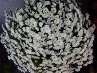 Первый Снег [Род дендрантема – Dendranthema (DC.) Desmoul]