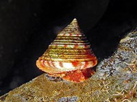 Переднежаберные (Каллиостома)