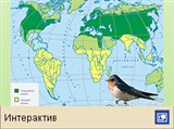Перелеты птиц (пути миграций)