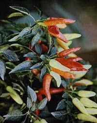 Перец овощной (красный стручковый)