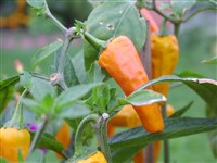 Перец однолетний, стручковый, мексиканский, овощной, паприка. – Capsicum annuum L.