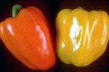 Перец сладкий (2)