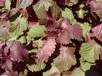 Перилла кустарниковая – Perilla frutescens (L.) Britt. (1)