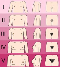 Периоды созревания девушки