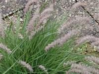 Перистощетинник восточный, Рюппеля – Pennisetum orientale Rich.