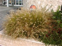 Перистощетинник щетинковидный – Pennisetum setaceum (Forssk.) Chiov.