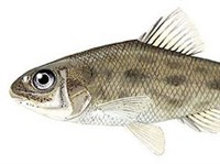 Перкопсообразные рыбы (Пескоскат)