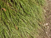 Перловник поникший – Melica nutans L.