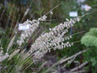 Перловник реснитчатый – Melica ciliata L.