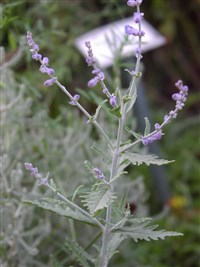 Перовския лебедолистная – Perovskia atriplicifolia Benth.