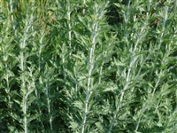 Перовския полынная – Perovskia abrotanoides Karel.