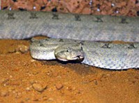 Персидская гадюка (Pseudocerastes persicus)