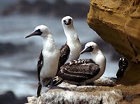 Перуанская олуша (группа)