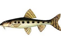 Пескарь (рисунок)