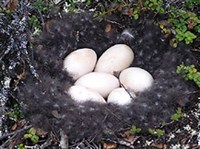 Пестроносый турпан (гнездо)